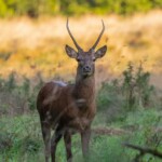 Dunsany Nature Reserve Bionua, Biodiversity Credit, certificate, climate action, rewilded area, aerial view, infographic, climate education, field survey, wildlife, global impact, community, rare plant, conservation area, endangered species, action strategy, slide, reforestation, sapling, CO2 reduction, graph, partner certificate, mitigation brochure, initiative launch, rewilding, biodiversity