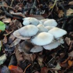 Dunsany Nature Reserve - Flagship Project 16