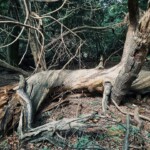 Dunsany Nature Reserve - Flagship Project 39