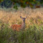 Dunsany Nature Reserve - Flagship Project 13