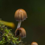 Dunsany Nature Reserve Bionua, Biodiversity Credit, certificate, climate action, rewilded area, aerial view, infographic, climate education, field survey, wildlife, global impact, community, rare plant, conservation area, endangered species, action strategy, slide, reforestation, sapling, CO2 reduction, graph, partner certificate, mitigation brochure, initiative launch, rewilding, biodiversity