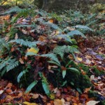 Dunsany Nature Reserve Bionua, Biodiversity Credit, certificate, climate action, rewilded area, aerial view, infographic, climate education, field survey, wildlife, global impact, community, rare plant, conservation area, endangered species, action strategy, slide, reforestation, sapling, CO2 reduction, graph, partner certificate, mitigation brochure, initiative launch, rewilding, biodiversity