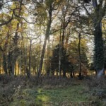 Dunsany Nature Reserve Bionua, Biodiversity Credit, certificate, climate action, rewilded area, aerial view, infographic, climate education, field survey, wildlife, global impact, community, rare plant, conservation area, endangered species, action strategy, slide, reforestation, sapling, CO2 reduction, graph, partner certificate, mitigation brochure, initiative launch, rewilding, biodiversity