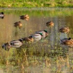 Dunsany Nature Reserve - Flagship Project 12