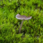 Dunsany Nature Reserve Bionua, Biodiversity Credit, certificate, climate action, rewilded area, aerial view, infographic, climate education, field survey, wildlife, global impact, community, rare plant, conservation area, endangered species, action strategy, slide, reforestation, sapling, CO2 reduction, graph, partner certificate, mitigation brochure, initiative launch, rewilding, biodiversity