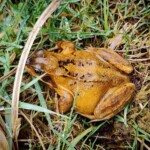 Dunsany Nature Reserve Dunsany-Castle-and-Trees-Aerial-2