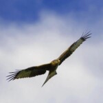 Dunsany Nature Reserve Dunsany-Castle-and-Trees-Aerial-2