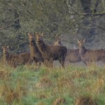 Dunsany Nature Reserve Bionua, Biodiversity Credit, certificate, climate action, rewilded area, aerial view, infographic, climate education, field survey, wildlife, global impact, community, rare plant, conservation area, endangered species, action strategy, slide, reforestation, sapling, CO2 reduction, graph, partner certificate, mitigation brochure, initiative launch, rewilding, biodiversity