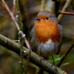 Dunsany Nature Reserve Bionua, Biodiversity Credit, certificate, climate action, rewilded area, aerial view, infographic, climate education, field survey, wildlife, global impact, community, rare plant, conservation area, endangered species, action strategy, slide, reforestation, sapling, CO2 reduction, graph, partner certificate, mitigation brochure, initiative launch, rewilding, biodiversity