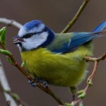 Dunsany Nature Reserve Bionua, Biodiversity Credit, certificate, climate action, rewilded area, aerial view, infographic, climate education, field survey, wildlife, global impact, community, rare plant, conservation area, endangered species, action strategy, slide, reforestation, sapling, CO2 reduction, graph, partner certificate, mitigation brochure, initiative launch, rewilding, biodiversity