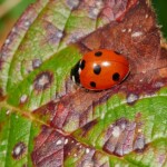 Dunsany Nature Reserve Bionua, Biodiversity Credit, certificate, climate action, rewilded area, aerial view, infographic, climate education, field survey, wildlife, global impact, community, rare plant, conservation area, endangered species, action strategy, slide, reforestation, sapling, CO2 reduction, graph, partner certificate, mitigation brochure, initiative launch, rewilding, biodiversity