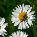 Dunsany Nature Reserve Bionua, Biodiversity Credit, certificate, climate action, rewilded area, aerial view, infographic, climate education, field survey, wildlife, global impact, community, rare plant, conservation area, endangered species, action strategy, slide, reforestation, sapling, CO2 reduction, graph, partner certificate, mitigation brochure, initiative launch, rewilding, biodiversity