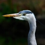 Dunsany Nature Reserve - Flagship Project 11 Bionua, Biodiversity Credit, certificate, climate action, rewilded area, aerial view, infographic, climate education, field survey, wildlife, global impact, community, rare plant, conservation area, endangered species, action strategy, slide, reforestation, sapling, CO2 reduction, graph, partner certificate, mitigation brochure, initiative launch, rewilding, biodiversity