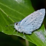 Dunsany Nature Reserve - Flagship Project 5