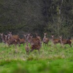 Dunsany Nature Reserve Bionua, Biodiversity Credit, certificate, climate action, rewilded area, aerial view, infographic, climate education, field survey, wildlife, global impact, community, rare plant, conservation area, endangered species, action strategy, slide, reforestation, sapling, CO2 reduction, graph, partner certificate, mitigation brochure, initiative launch, rewilding, biodiversity