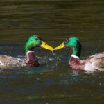 Dunsany Nature Reserve Bionua, Biodiversity Credit, certificate, climate action, rewilded area, aerial view, infographic, climate education, field survey, wildlife, global impact, community, rare plant, conservation area, endangered species, action strategy, slide, reforestation, sapling, CO2 reduction, graph, partner certificate, mitigation brochure, initiative launch, rewilding, biodiversity