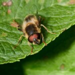 Dunsany Nature Reserve - Flagship Project 10