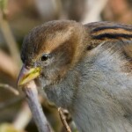 Dunsany Nature Reserve - Flagship Project 4