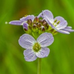 Dunsany Nature Reserve - Flagship Project 7 Bionua, Biodiversity Credit, certificate, climate action, rewilded area, aerial view, infographic, climate education, field survey, wildlife, global impact, community, rare plant, conservation area, endangered species, action strategy, slide, reforestation, sapling, CO2 reduction, graph, partner certificate, mitigation brochure, initiative launch, rewilding, biodiversity