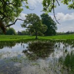 Dunsany Nature Reserve Bionua, Biodiversity Credit, certificate, climate action, rewilded area, aerial view, infographic, climate education, field survey, wildlife, global impact, community, rare plant, conservation area, endangered species, action strategy, slide, reforestation, sapling, CO2 reduction, graph, partner certificate, mitigation brochure, initiative launch, rewilding, biodiversity