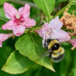 Dunsany Nature Reserve - Flagship Project 36
