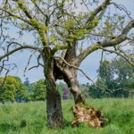 Dunsany Nature Reserve - Flagship Project 49