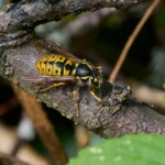 Dunsany Nature Reserve - Flagship Project 48