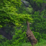 Dunsany Nature Reserve - Flagship Project 47 Bionua, Biodiversity Credit, certificate, climate action, rewilded area, aerial view, infographic, climate education, field survey, wildlife, global impact, community, rare plant, conservation area, endangered species, action strategy, slide, reforestation, sapling, CO2 reduction, graph, partner certificate, mitigation brochure, initiative launch, rewilding, biodiversity