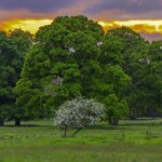 Dunsany Nature Reserve - Flagship Project 46 Bionua, Biodiversity Credit, certificate, climate action, rewilded area, aerial view, infographic, climate education, field survey, wildlife, global impact, community, rare plant, conservation area, endangered species, action strategy, slide, reforestation, sapling, CO2 reduction, graph, partner certificate, mitigation brochure, initiative launch, rewilding, biodiversity