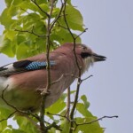 Dunsany Nature Reserve - Flagship Project 45 Bionua, Biodiversity Credit, certificate, climate action, rewilded area, aerial view, infographic, climate education, field survey, wildlife, global impact, community, rare plant, conservation area, endangered species, action strategy, slide, reforestation, sapling, CO2 reduction, graph, partner certificate, mitigation brochure, initiative launch, rewilding, biodiversity