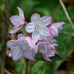 Dunsany Nature Reserve - Flagship Project 43 Bionua, Biodiversity Credit, certificate, climate action, rewilded area, aerial view, infographic, climate education, field survey, wildlife, global impact, community, rare plant, conservation area, endangered species, action strategy, slide, reforestation, sapling, CO2 reduction, graph, partner certificate, mitigation brochure, initiative launch, rewilding, biodiversity