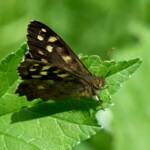 Dunsany Nature Reserve - Flagship Project 6