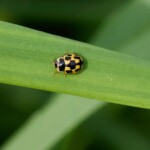 Dunsany Nature Reserve Bionua, Biodiversity Credit, certificate, climate action, rewilded area, aerial view, infographic, climate education, field survey, wildlife, global impact, community, rare plant, conservation area, endangered species, action strategy, slide, reforestation, sapling, CO2 reduction, graph, partner certificate, mitigation brochure, initiative launch, rewilding, biodiversity