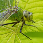Dunsany Nature Reserve Bionua, Biodiversity Credit, certificate, climate action, rewilded area, aerial view, infographic, climate education, field survey, wildlife, global impact, community, rare plant, conservation area, endangered species, action strategy, slide, reforestation, sapling, CO2 reduction, graph, partner certificate, mitigation brochure, initiative launch, rewilding, biodiversity