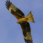 Dunsany Nature Reserve Bionua, Biodiversity Credit, certificate, climate action, rewilded area, aerial view, infographic, climate education, field survey, wildlife, global impact, community, rare plant, conservation area, endangered species, action strategy, slide, reforestation, sapling, CO2 reduction, graph, partner certificate, mitigation brochure, initiative launch, rewilding, biodiversity