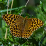 Dunsany Nature Reserve - Flagship Project 37 Bionua, Biodiversity Credit, certificate, climate action, rewilded area, aerial view, infographic, climate education, field survey, wildlife, global impact, community, rare plant, conservation area, endangered species, action strategy, slide, reforestation, sapling, CO2 reduction, graph, partner certificate, mitigation brochure, initiative launch, rewilding, biodiversity