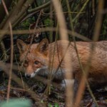 Dunsany Nature Reserve - Flagship Project 38 Bionua, Biodiversity Credit, certificate, climate action, rewilded area, aerial view, infographic, climate education, field survey, wildlife, global impact, community, rare plant, conservation area, endangered species, action strategy, slide, reforestation, sapling, CO2 reduction, graph, partner certificate, mitigation brochure, initiative launch, rewilding, biodiversity