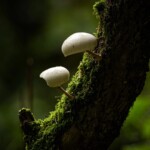 Dunsany Nature Reserve - Flagship Project 40 Bionua, Biodiversity Credit, certificate, climate action, rewilded area, aerial view, infographic, climate education, field survey, wildlife, global impact, community, rare plant, conservation area, endangered species, action strategy, slide, reforestation, sapling, CO2 reduction, graph, partner certificate, mitigation brochure, initiative launch, rewilding, biodiversity