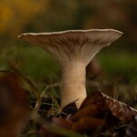 Dunsany Nature Reserve Bionua, Biodiversity Credit, certificate, climate action, rewilded area, aerial view, infographic, climate education, field survey, wildlife, global impact, community, rare plant, conservation area, endangered species, action strategy, slide, reforestation, sapling, CO2 reduction, graph, partner certificate, mitigation brochure, initiative launch, rewilding, biodiversity