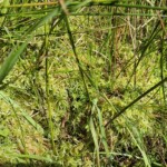 Ballyvonare Biodiversity Haven