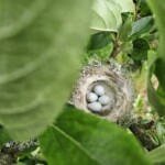 Ballyvonare Biodiversity Haven eggs