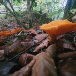 Ballyvonare Biodiversity Haven