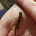 Ballyvonare Biodiversity Haven 13 newt