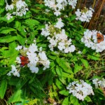 Ballyvonare Biodiversity Haven