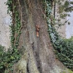 Ballyvonare Biodiversity Haven