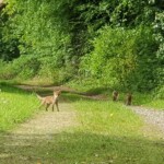Ballyvonare Biodiversity Haven