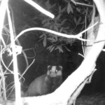 Ballyvonare Biodiversity Haven Hunter Camera