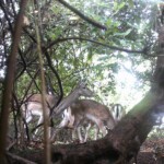 Ballyvonare Biodiversity Haven Hunter Camera