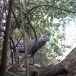 Ballyvonare Biodiversity Hunter Camera Haven