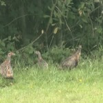 Ballyvonare Biodiversity Haven